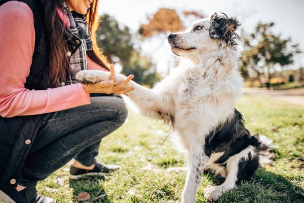 Transform Your Dog’s Behavior with These Training Tips