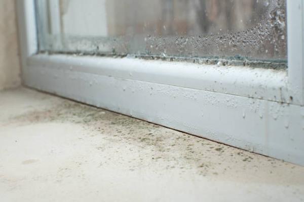 How to Identify and Address Mold Growth in Your Home's Walls and Ceiling